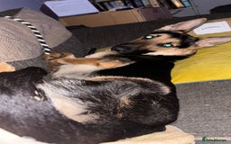 German Shepherd dogs for sale: Females  - Image 1