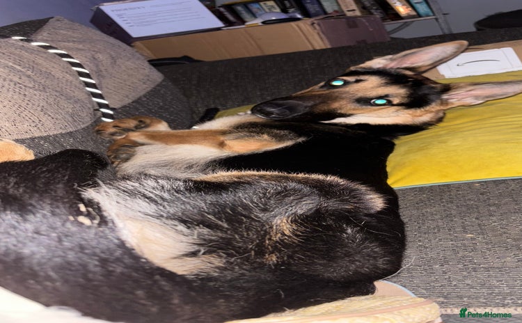 German Shepherd dogs - Advert 2