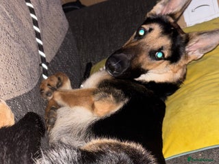 German Shepherd dogs - Advert 16