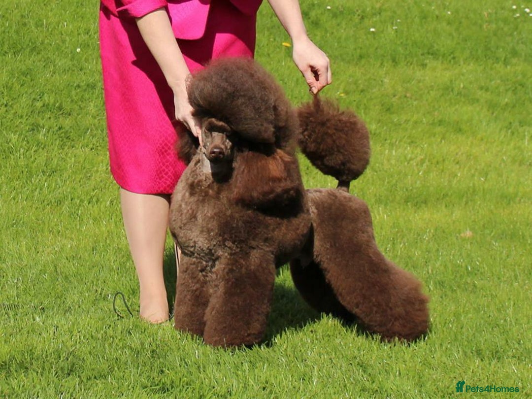 Miniature Poodle dogs for sale: Beautiful Girls!!! - Advert 14