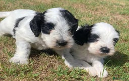 Cockapoo dogs for sale: Beautiful cockapoo puppies for sale - Image 5