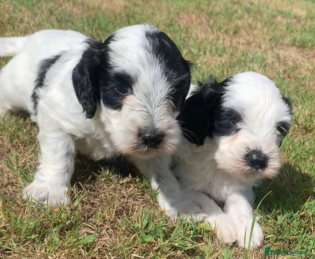 Cockapoo dogs for sale: Beautiful cockapoo puppies for sale - Image 5