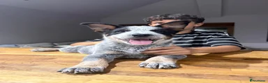 RIP - Blue Heeler