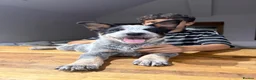 Australian Cattle Dog dogs for sale: 2 Male Australian Cattle Dogs  in Huddersfield - Advert 2