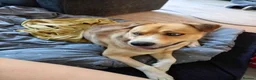 Mixed Breed dogs for sale: Husky Cross Looking for His Forever Home - Advert 3