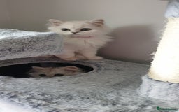 Persian cats for sale: 🌟2 Beautiful Pedigree Chinchilla Persian Kitten🌟 - Image 9
