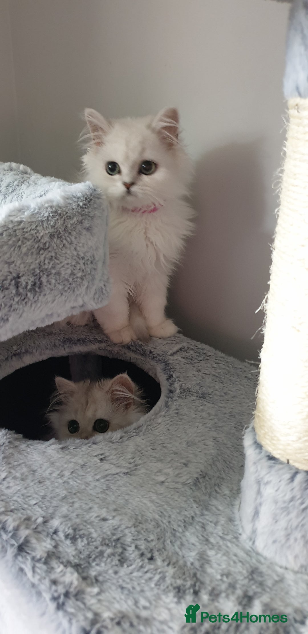 Persian cats for sale: 🌟2 Beautiful Pedigree Chinchilla Persian Kitten🌟 - Image 9