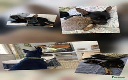 Mixed Breed dogs for adoption: Ernie - looking for his forever family - Advert 2