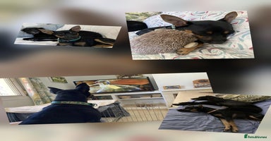 Mixed Breed dogs Ernie - looking for his forever family - Advert 11