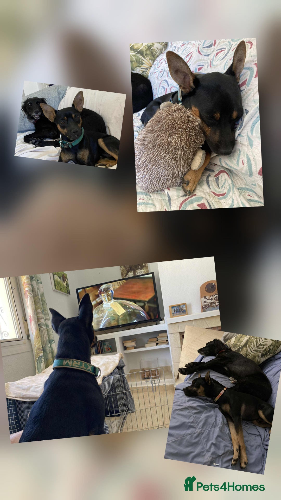 Mixed Breed dogs for adoption: Ernie - looking for his forever family - Advert 2