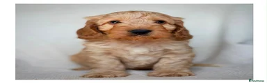 Cockapoo 5
