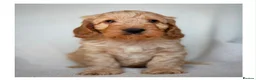 Cockapoo dogs for sale: Quality F1 Cockapoo puppies - Advert 29