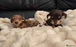 Miniature Dachshund dogs for sale: Miniature dachshunds  - Image 1