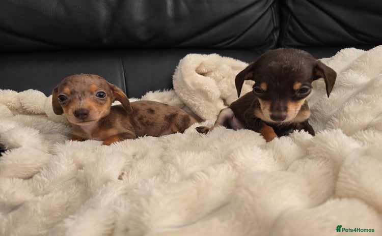 Miniature Dachshund dogs - Advert 15