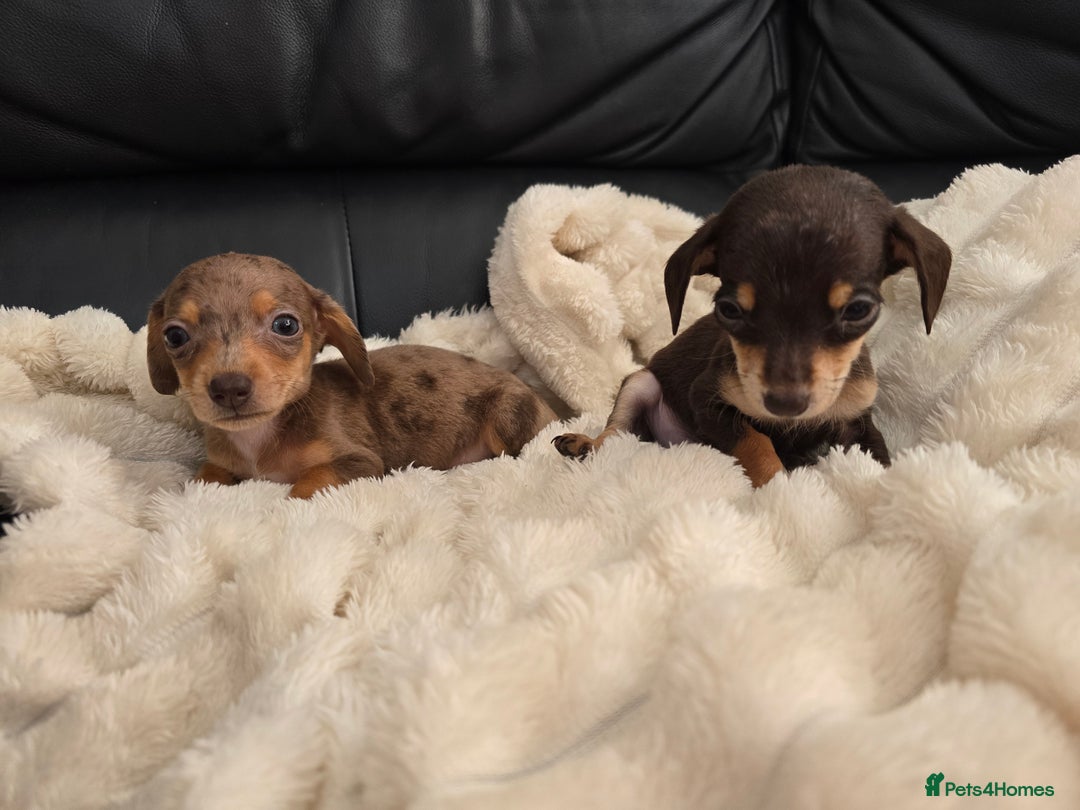 Miniature Dachshund dogs for sale: Miniature dachshunds  - Image 1