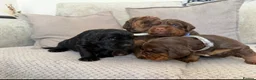 Sprocker dogs for sale: Last beautiful girl choc and tan Sprocker  - Advert 14
