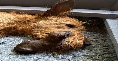 Irish Terrier dogs - Advert 4