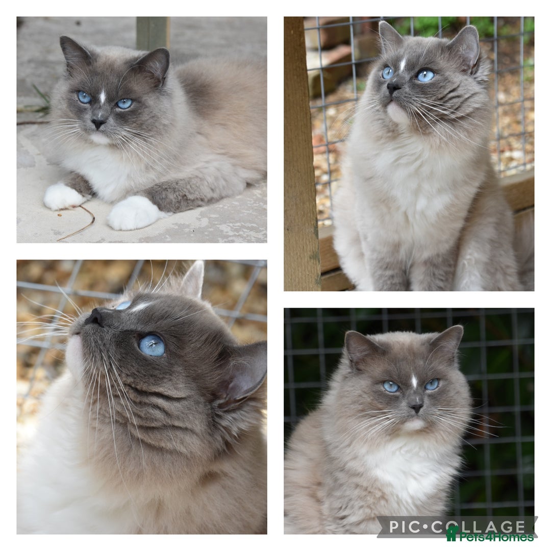 Ragdoll cats for sale: Blue mink mitted male ragdoll - Advert 2