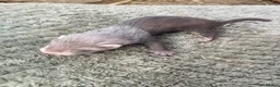 Ferret rodents for sale: 9 ferret kits - Advert 14