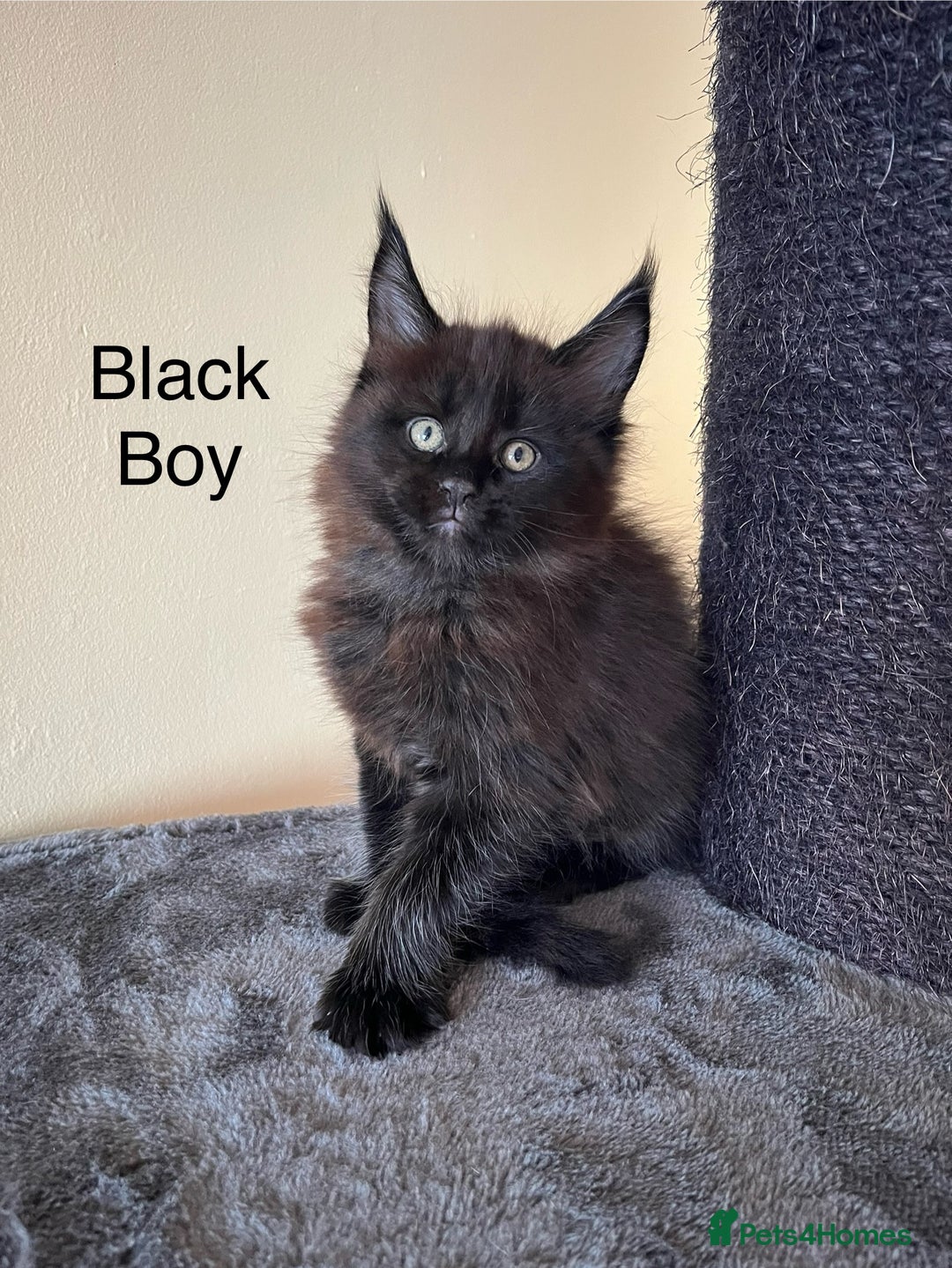 Maine Coon cats for sale: Pure Bred Maine Coon Kittens - Image 4