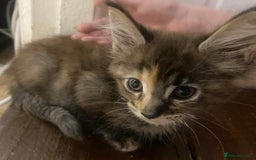 Maine Coon cats for sale: Xl mainecoon kittens full breed non reg  - Image 3