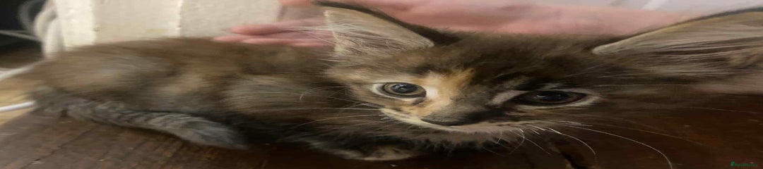 Maine Coon Kitten 6