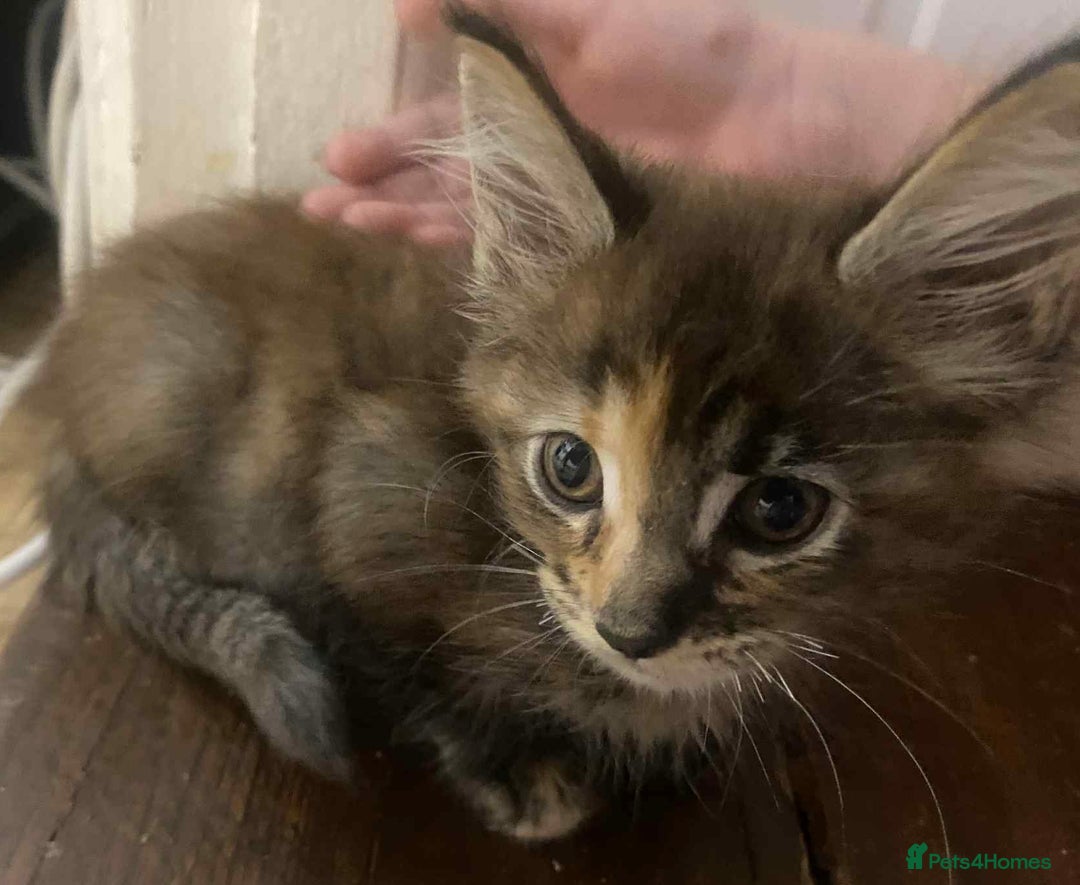 Maine Coon cats for sale: Xl mainecoon kittens full breed non reg  - Image 3