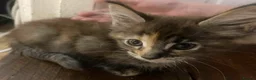 Maine Coon cats for sale: Xl mainecoon kittens full breed non reg  - Advert 22