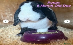 Mini Lop rabbits for sale: Mini Lops Bunnies. READ DESCRIPTION - Updated 27/8 in Chard - Image 8