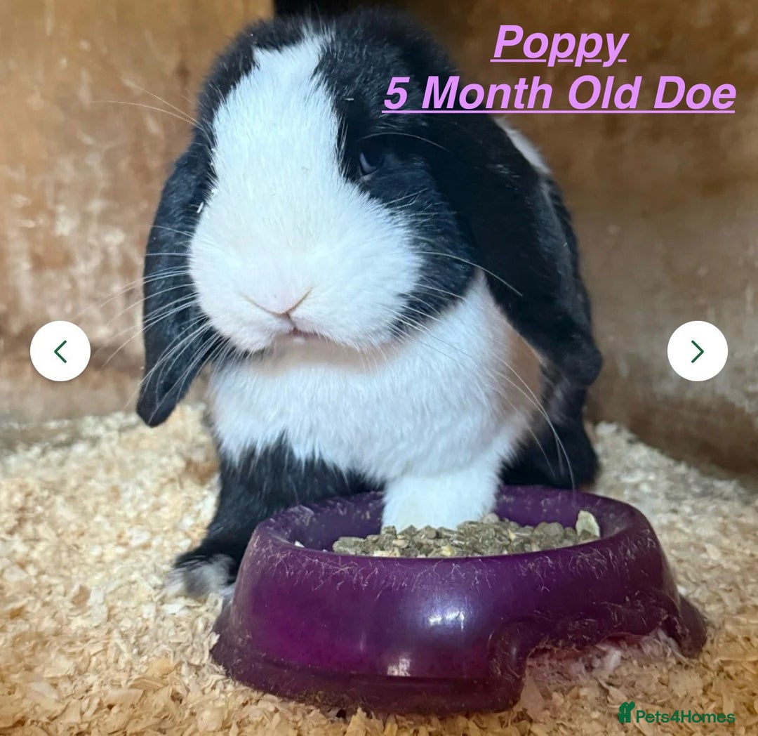 Mini Lop rabbits for sale: Mini Lops Bunnies. READ DESCRIPTION - Updated 27/8 in Chard - Image 8