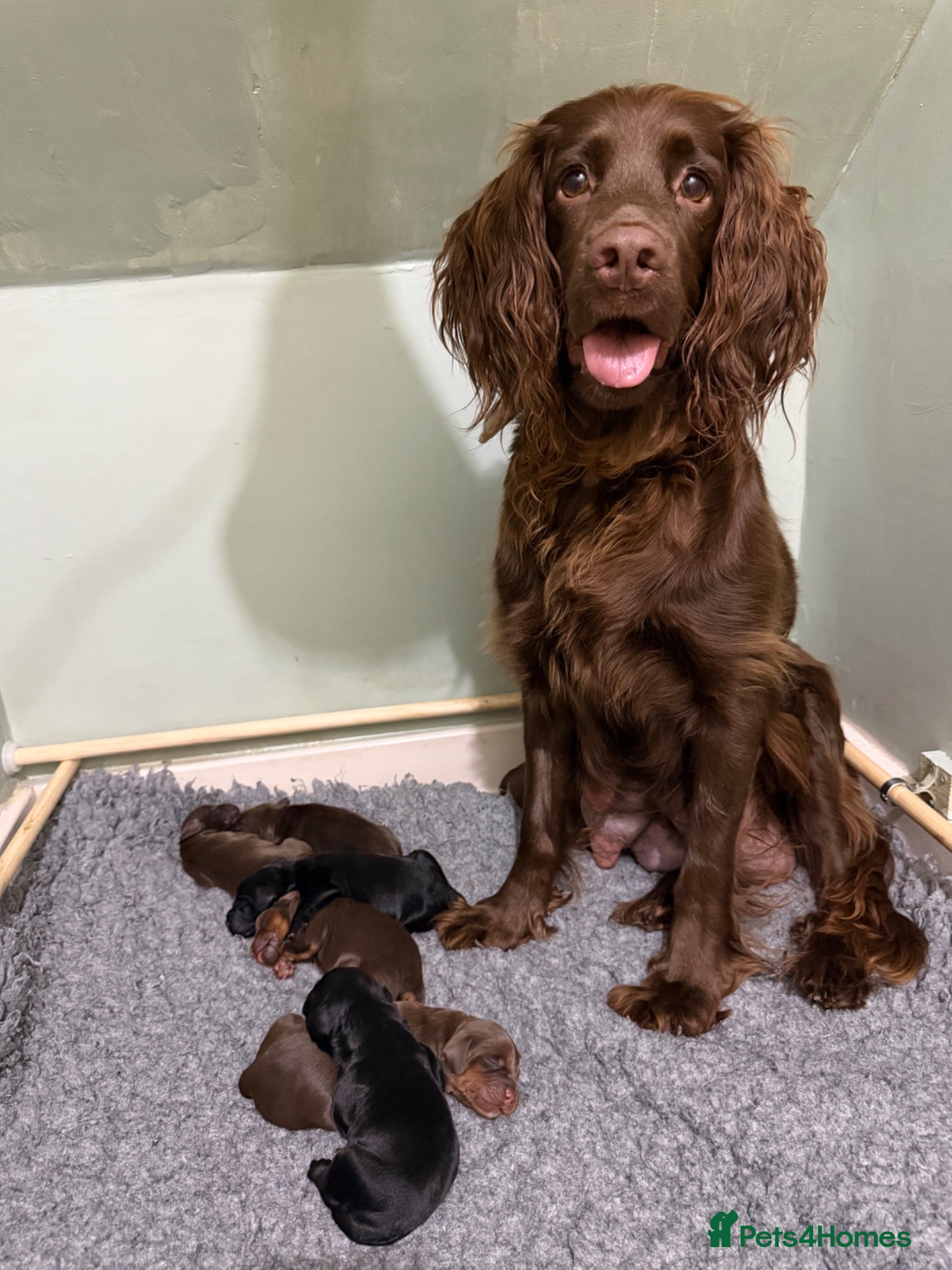 Sprocker dogs Beautiful Sprocker puppies  - Advert 8