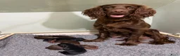 Sprocker dogs for sale: Beautiful Sprocker puppies  - Advert 1