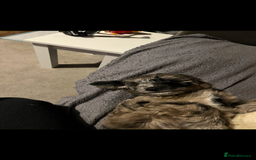 Sproodle dogs for sale: 9 week old male Merle Sproodle - Advert 5