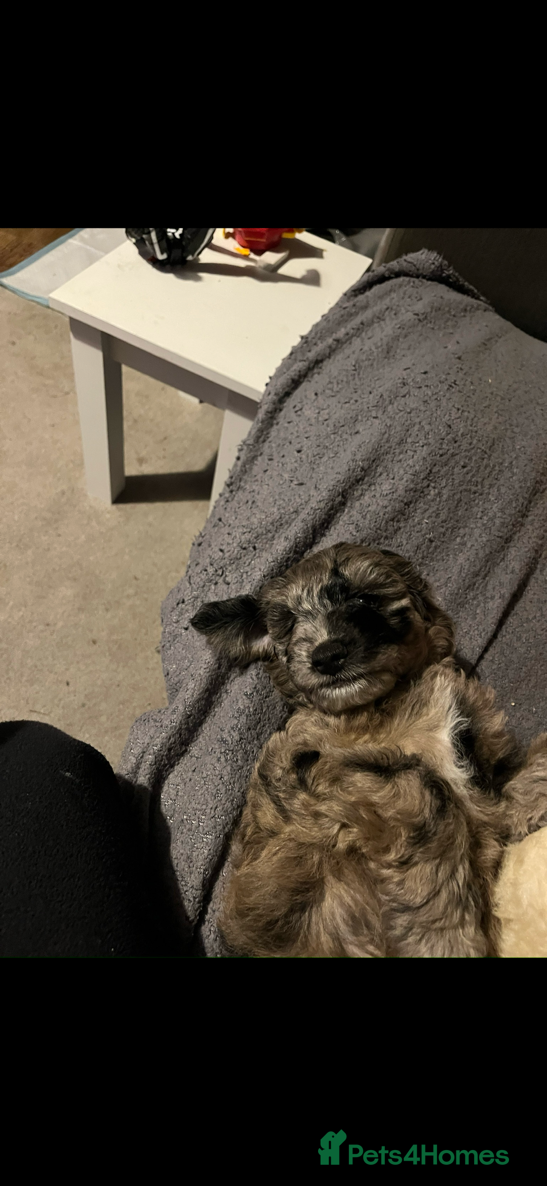 Sproodle dogs for sale: 9 week old male Merle Sproodle - Advert 5