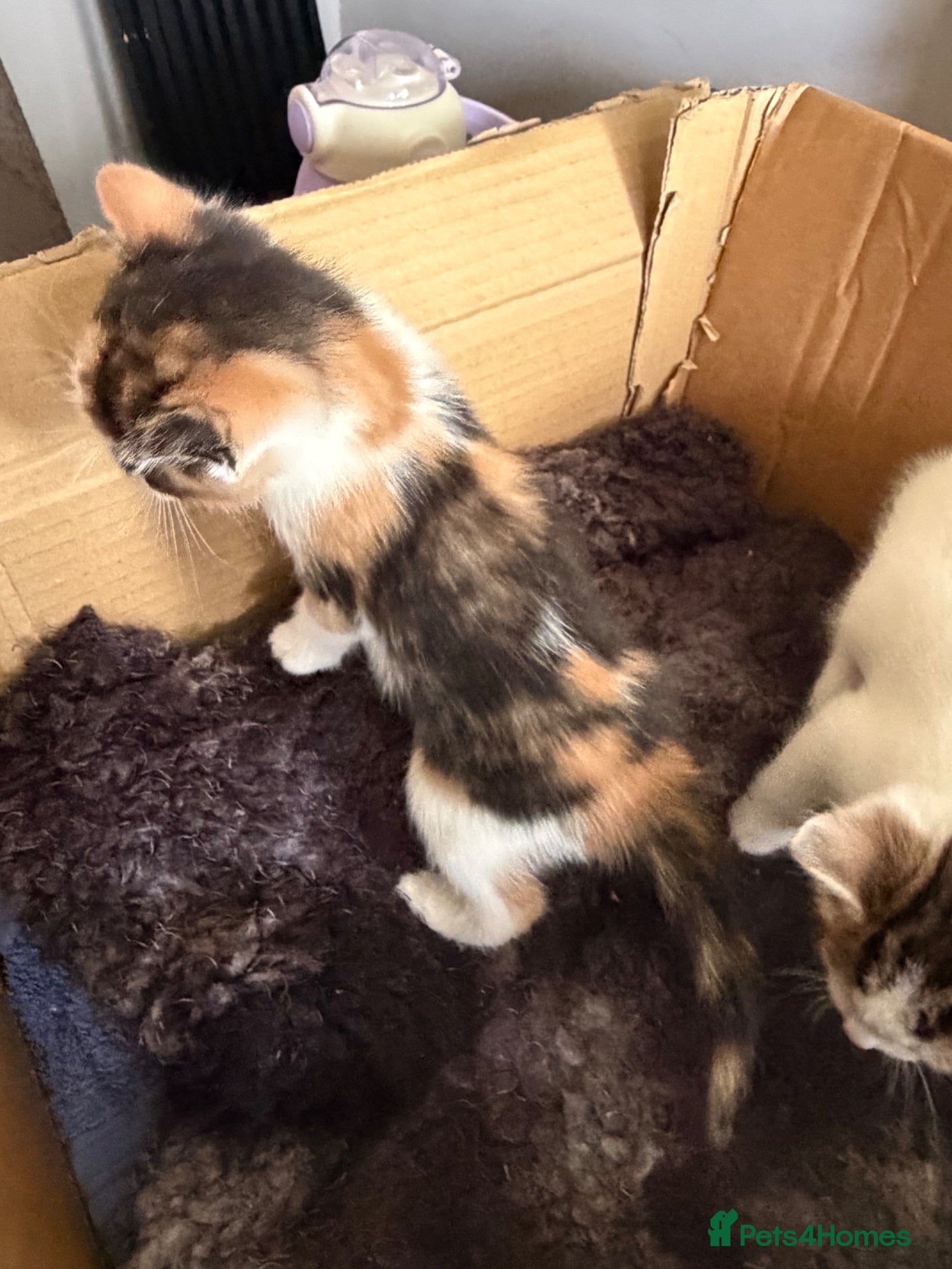 Mixed Breed cats 4 kittens  - Advert 2