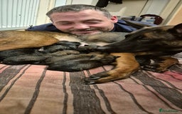 Belgian Shepherd Dog dogs for sale: Belgian Malinois puppies - Image 9