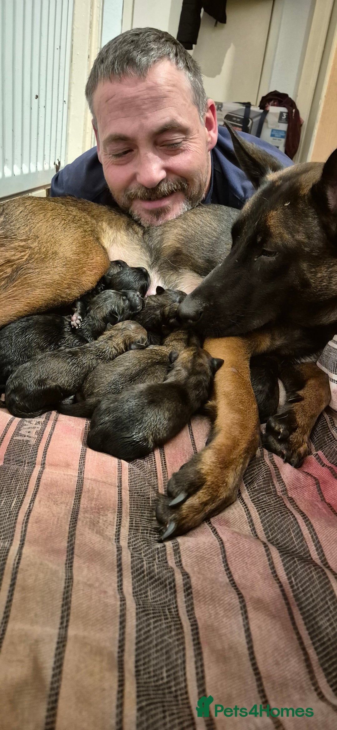 Belgian Shepherd Dog dogs for sale: Belgian Malinois puppies - Image 9