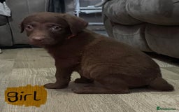 Mixed Breed dogs for sale: Chessadore Puppy’s  - Advert 10