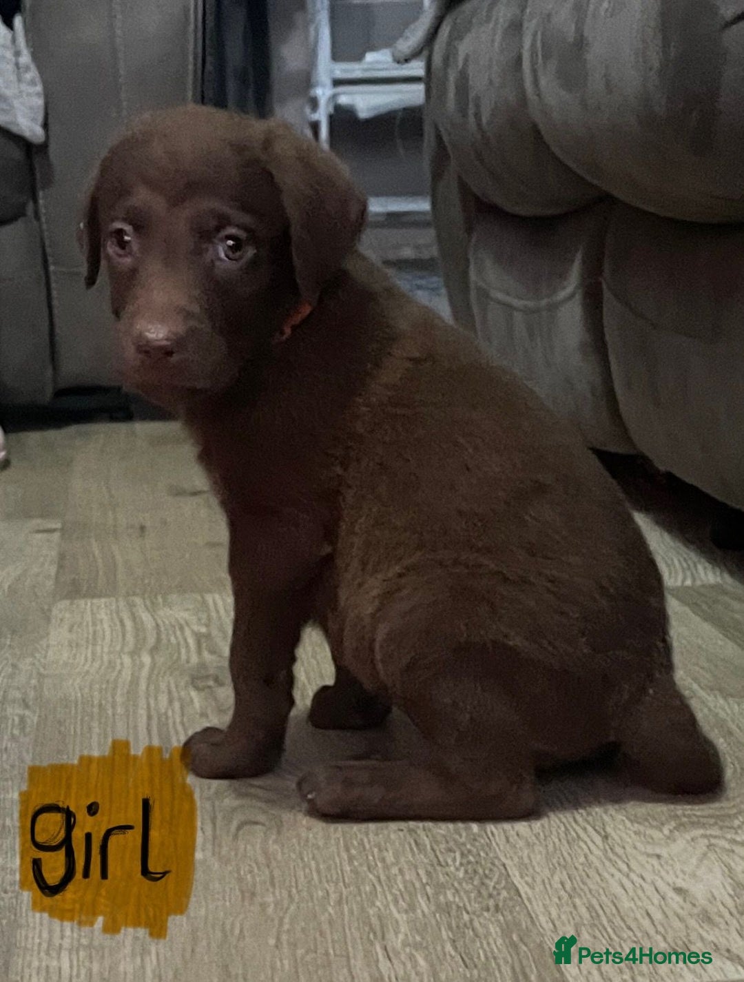 Mixed Breed dogs for sale: Chessadore Puppy’s  - Advert 10