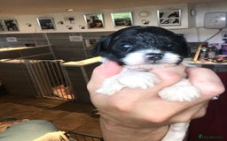 Cavapoo dogs for sale: Toy cavapoo WAITING LIST now open - Image 16