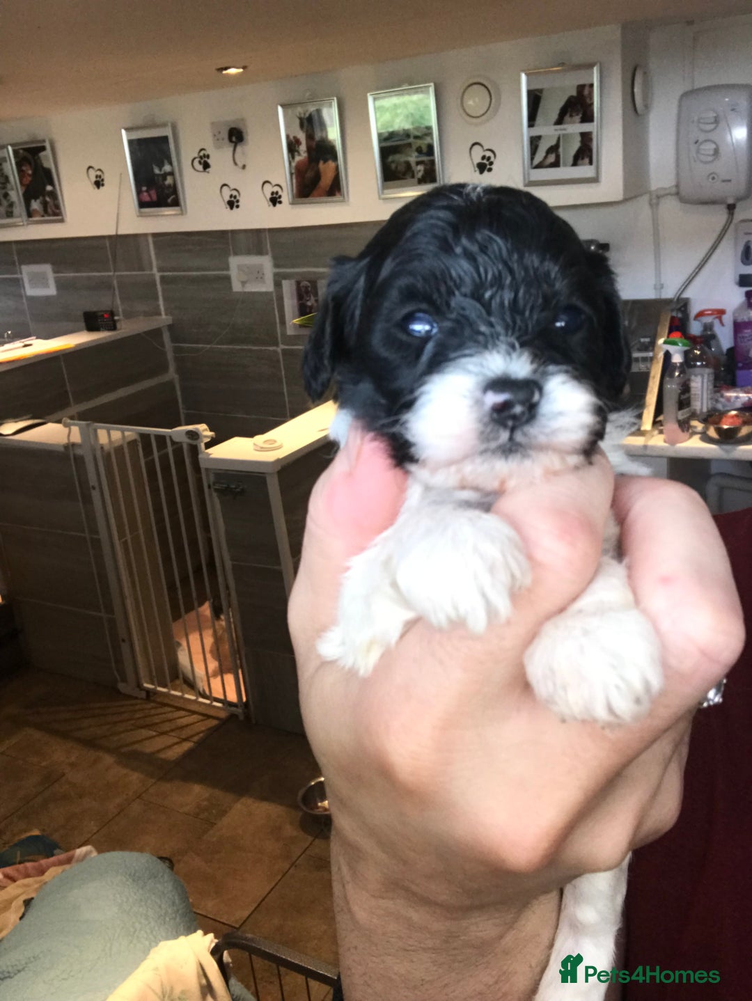 Cavapoo dogs for sale: Toy cavapoo WAITING LIST now open - Image 16