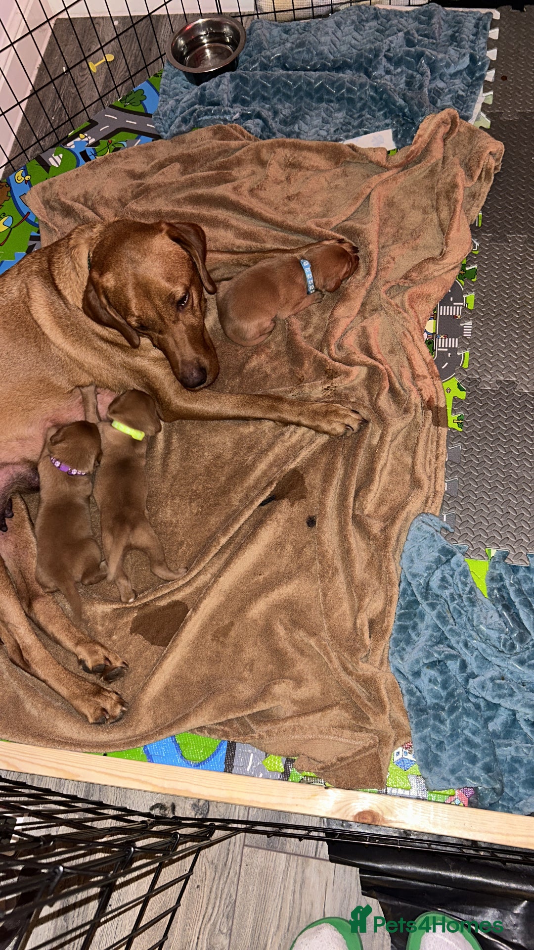 Labrador Retriever dogs for sale: Fox red labrador pups Glasgow  - Advert 9