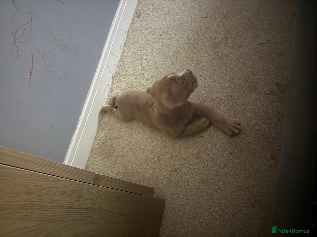 Olde English Bulldogge dogs for sale: Effie  - Advert 11