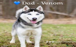 Siberian Husky dogs for sale: READY TO LEAVE NOW 🩷 Siberian Husky Puppies 💙 in Wakefield - Image 3