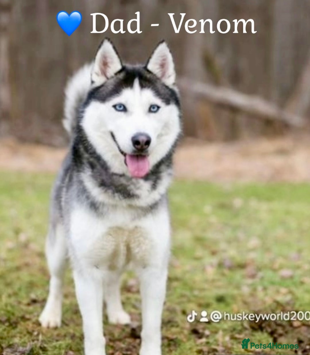 Siberian Husky dogs for sale: READY TO LEAVE NOW 🩷 Siberian Husky Puppies 💙 in Wakefield - Image 3