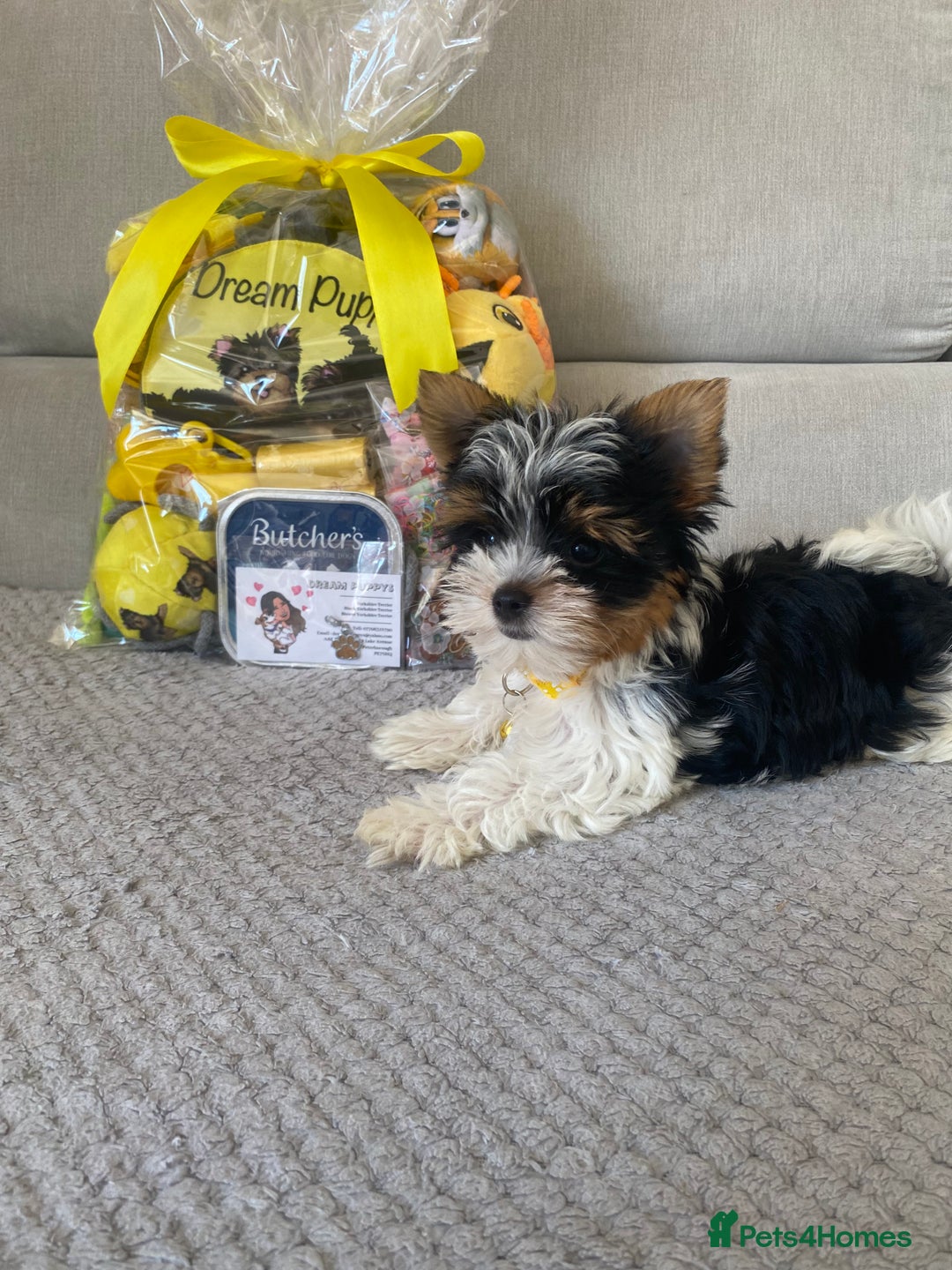 Yorkshire Terrier dogs for sale: Beautiful very small xxxs Biewer Yorkshire Terrier - Image 5
