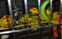 Parakeets birds for sale: Kakariki's Handreard kakariki's  - Image 7