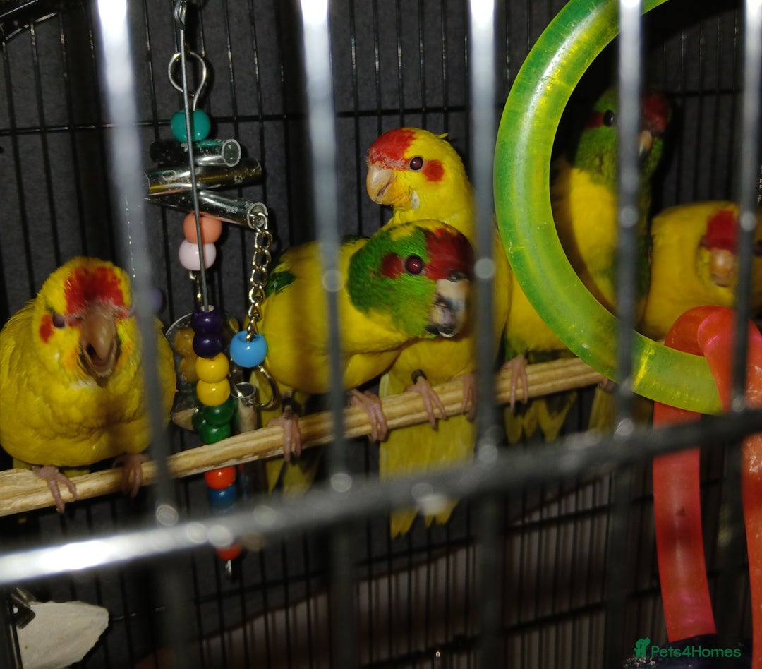 Parakeets birds for sale: Kakariki's Handreard kakariki's  - Image 7