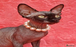 Sphynx cats for sale: Amazing kittens !!! in Maidstone - Image 16