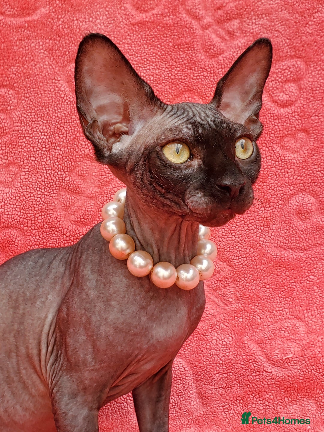 Sphynx cats for sale: Amazing kittens !!! in Maidstone - Image 16